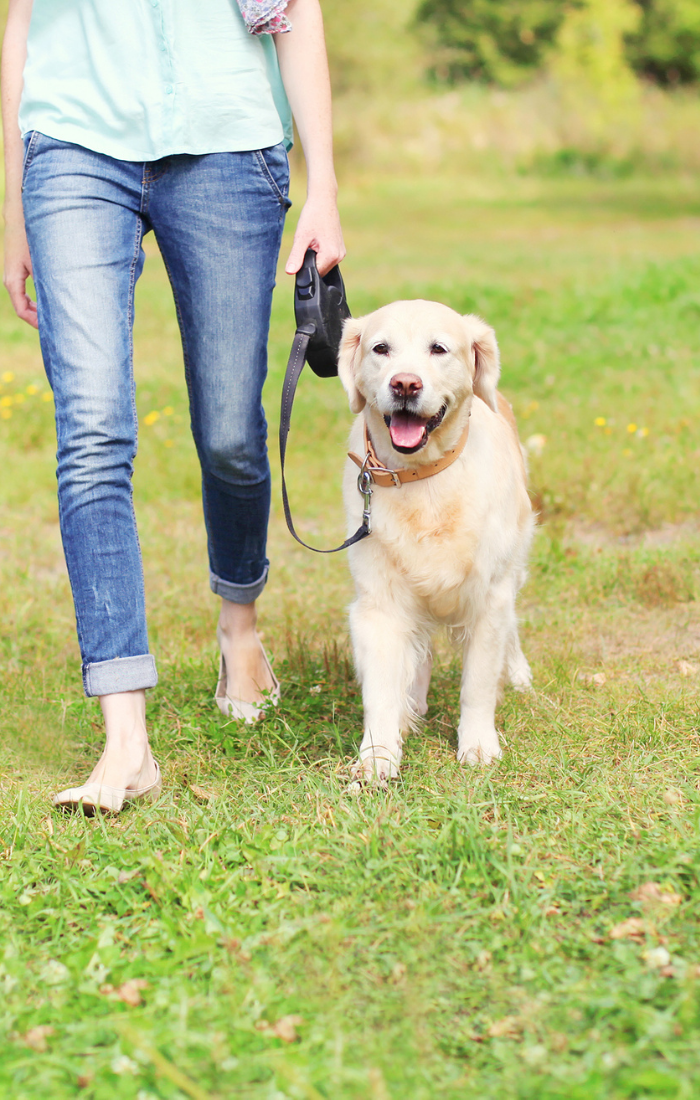 Laws & Rights for Pets, Stray Dogs & Pet Owners in India – Oscar Daisy